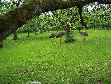Obstgarten mit Emu