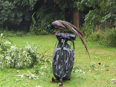 Pfau auf Flugzeug