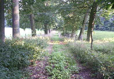 Allee